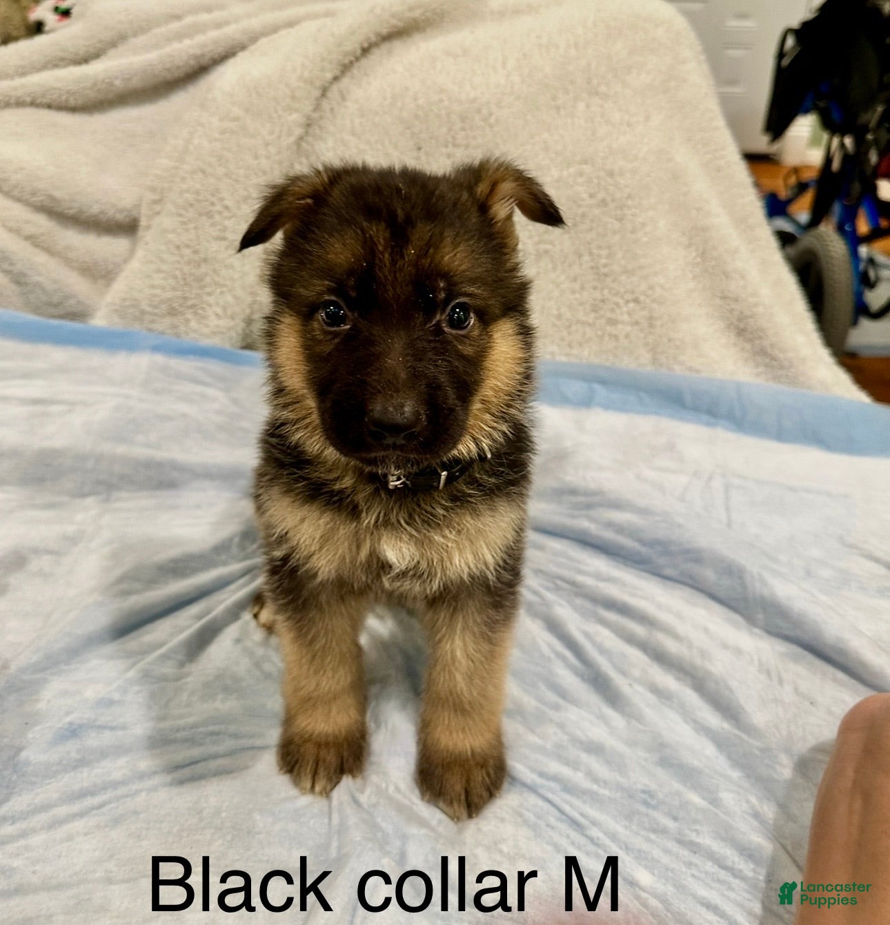 German Shepherd dogs German Shepherd Puppy 2 - Ad 30