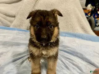 German Shepherd dogs German Shepherd Puppy 2 - Ad 30