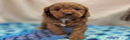 Cavapoo dogs for sale: Denali - Ad 25