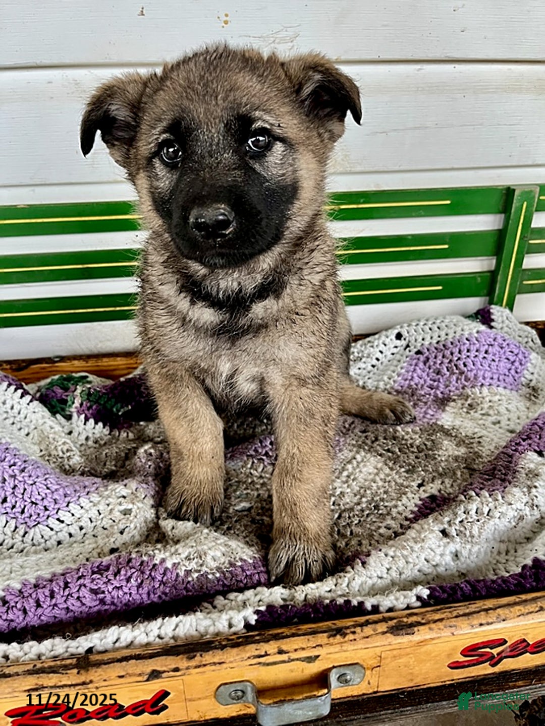 Mixed Breed dogs for sale: Brandon - Ad 1