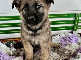 Mixed Breed dogs Brandon - Ad 13