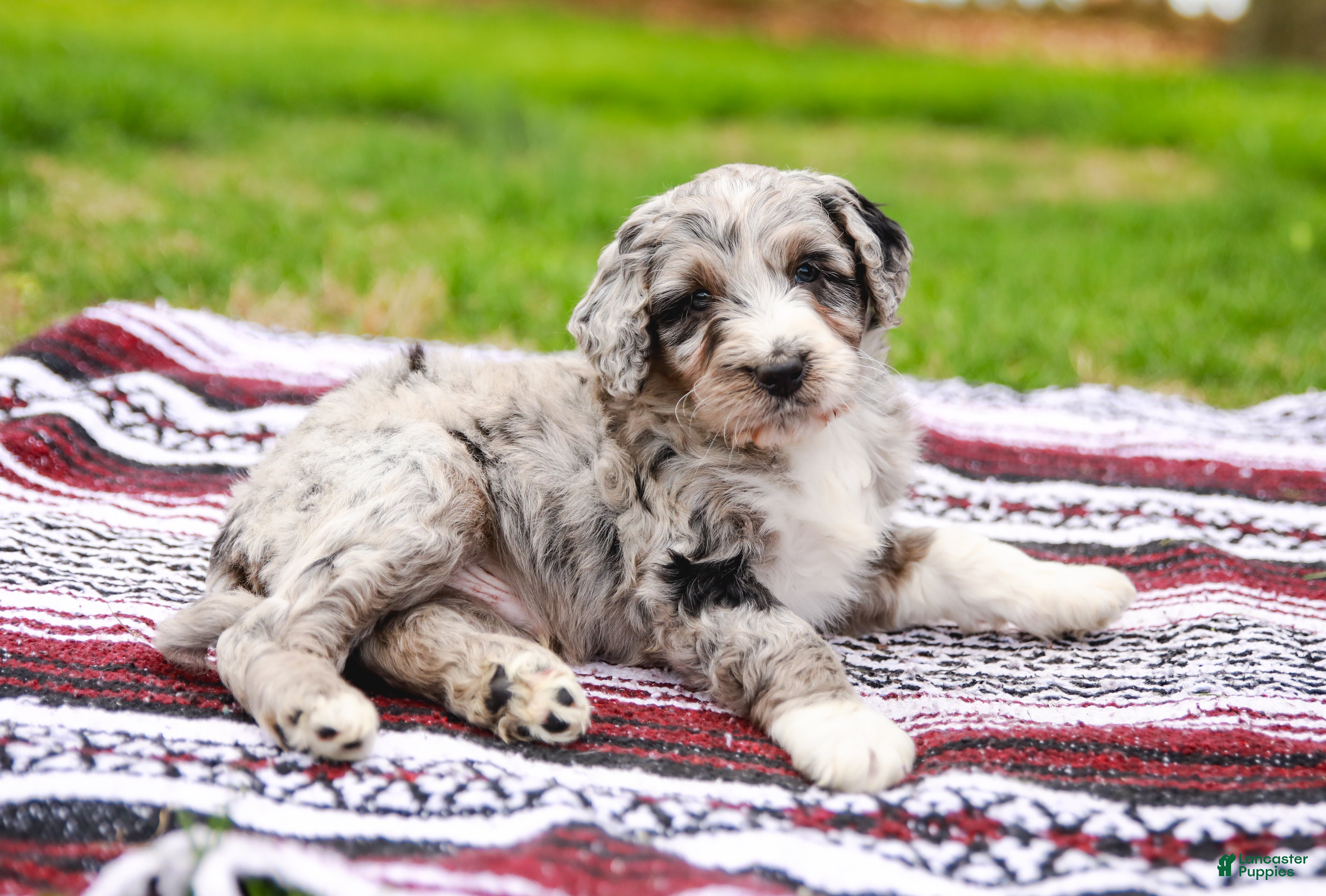 Aussiedoodle dogs Drew Standard - Ad 2