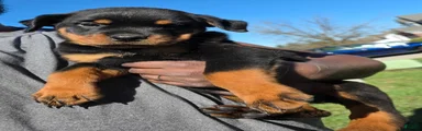 Rottweiler 5
