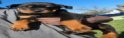 Rottweiler dogs for sale: Rottweiler 5 - Ad 1
