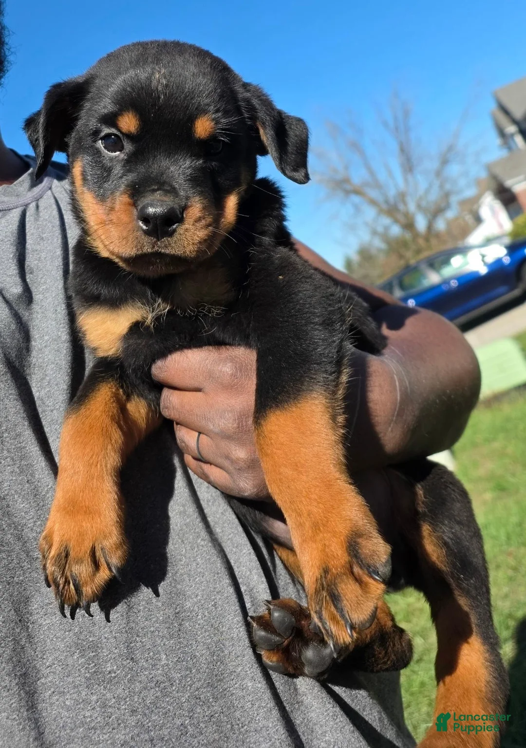 Rottweiler dogs for sale: Rottweiler 5 - Ad 1