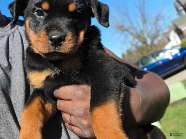 Rottweiler dogs Rottweiler 5 - Ad 24