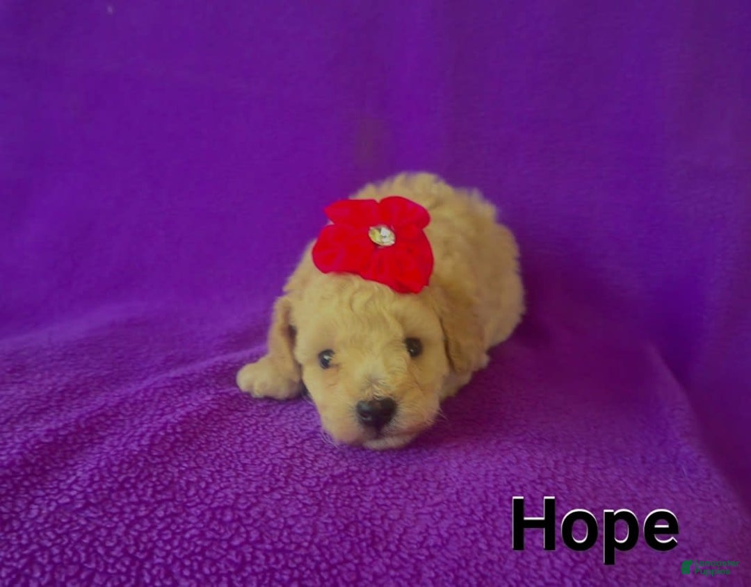 Toy Poodle dogs for sale: Hope - Ad 2