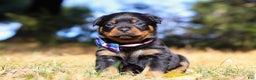 Rottweiler dogs for sale: Zara - Ad 6