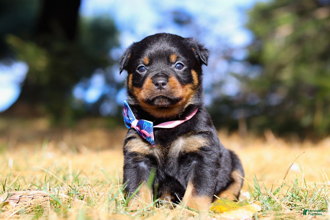 Rottweiler dogs for sale: Zara - Ad 6