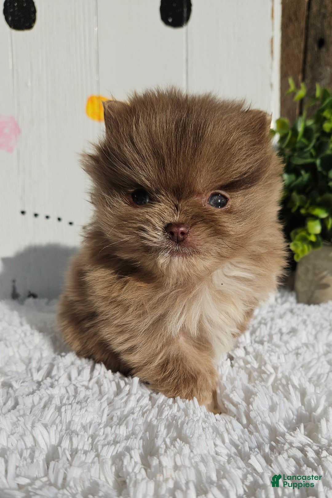 Pomeranian dogs for sale: Tessa - Ad 5