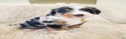 Mini Bernedoodle dogs for sale: RIO - Ad 3
