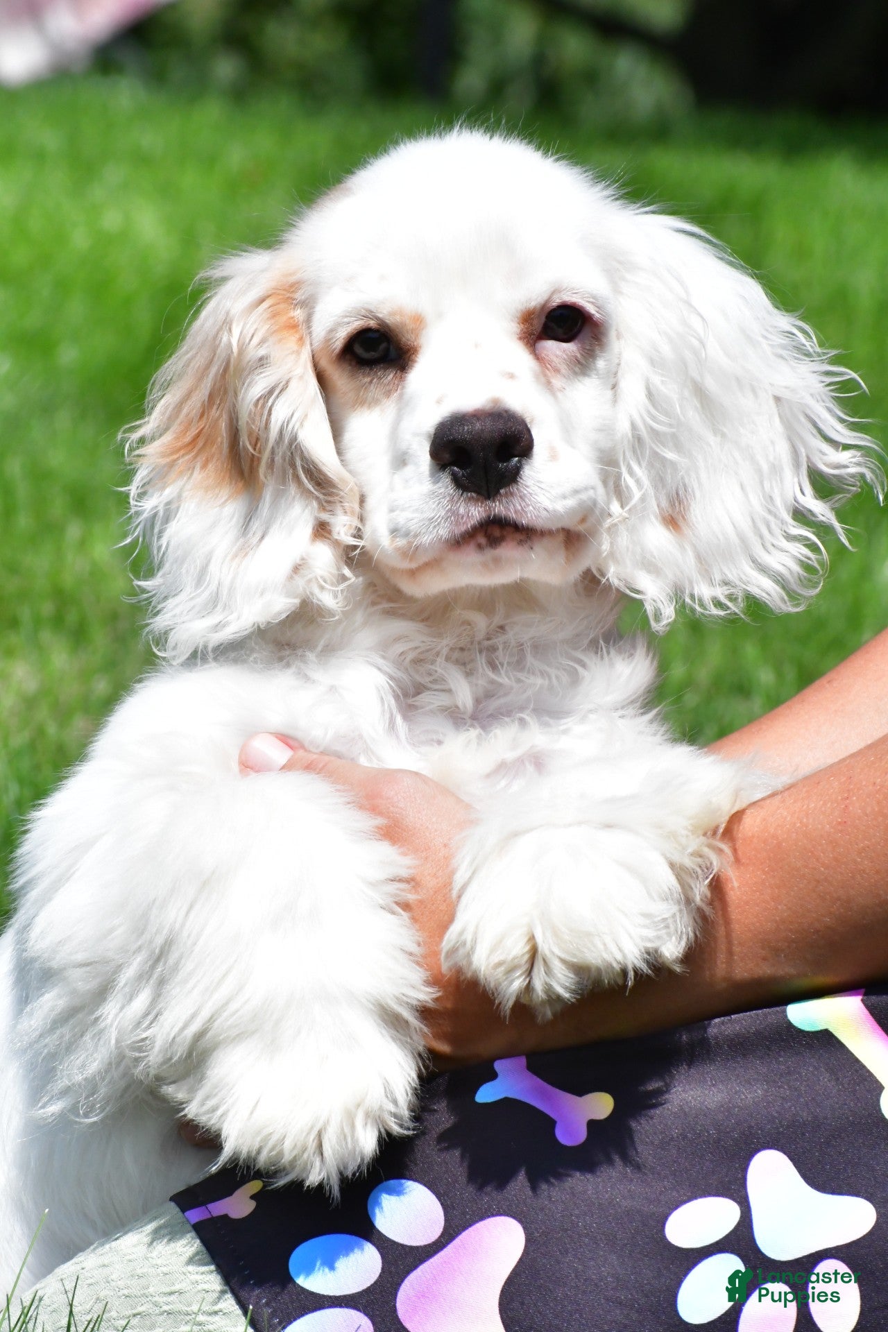 Cockapoo dogs cj - Ad 2