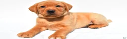 Labrador Retriever dogs for sale: Beau - Ad 7