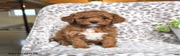 Cavapoo dogs for sale: Galne - Ad 1