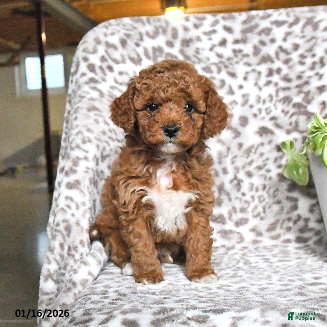 Cavapoo dogs for sale: Galne - Ad 1
