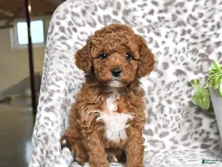 Cavapoo dogs Galne - Ad 40