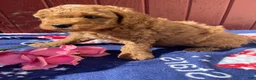 Mini Goldendoodle dogs for sale: Forest - Ad 2