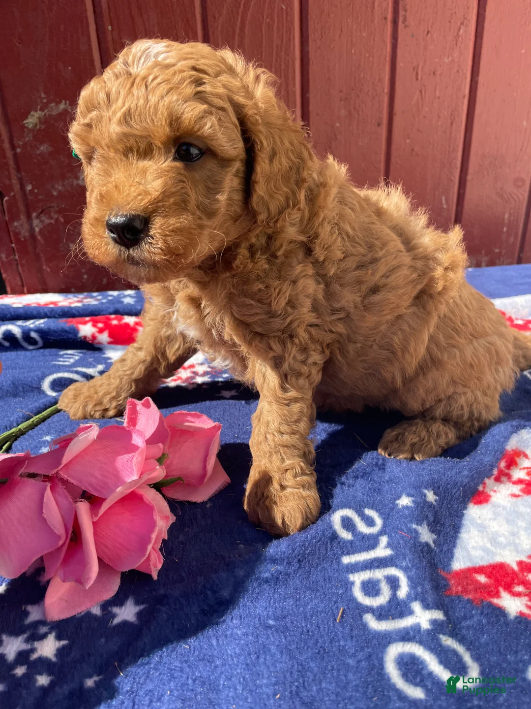 Mini Goldendoodle dogs for sale: Forest - Ad 2