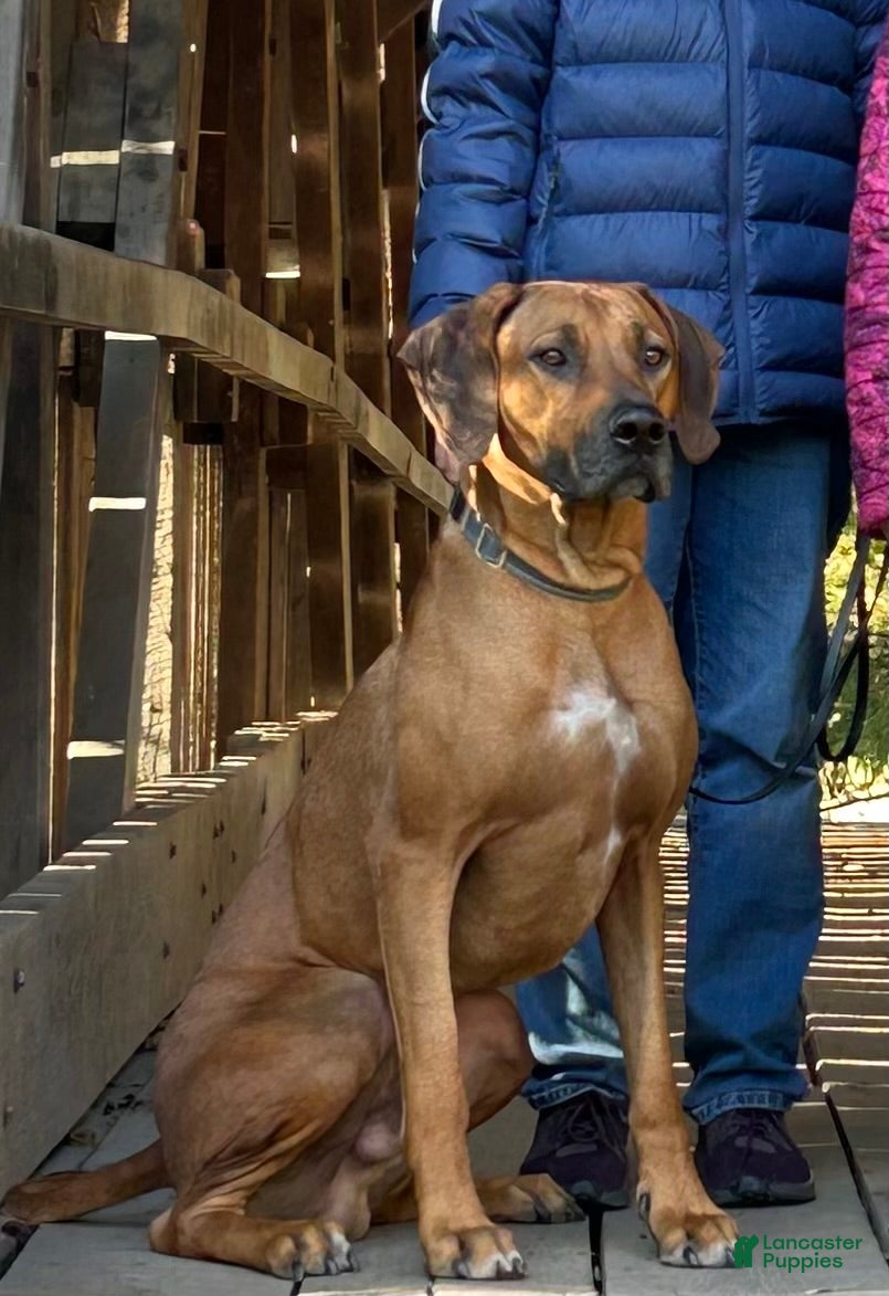 Rhodesian Ridgeback dogs Archer - Ad 1