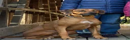 Rhodesian Ridgeback dogs for stud: Archer - Ad 1