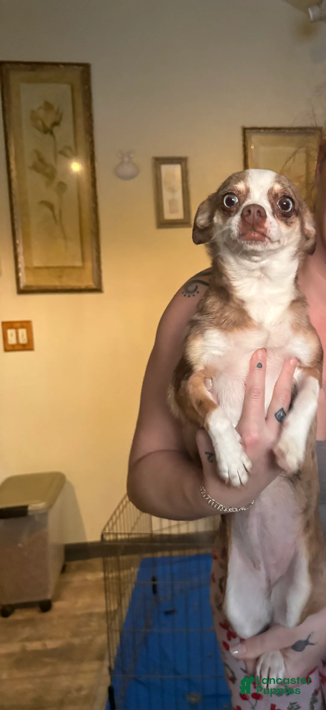 Chihuahua dogs for sale: Chihuahua Puppy 1 - Ad 1