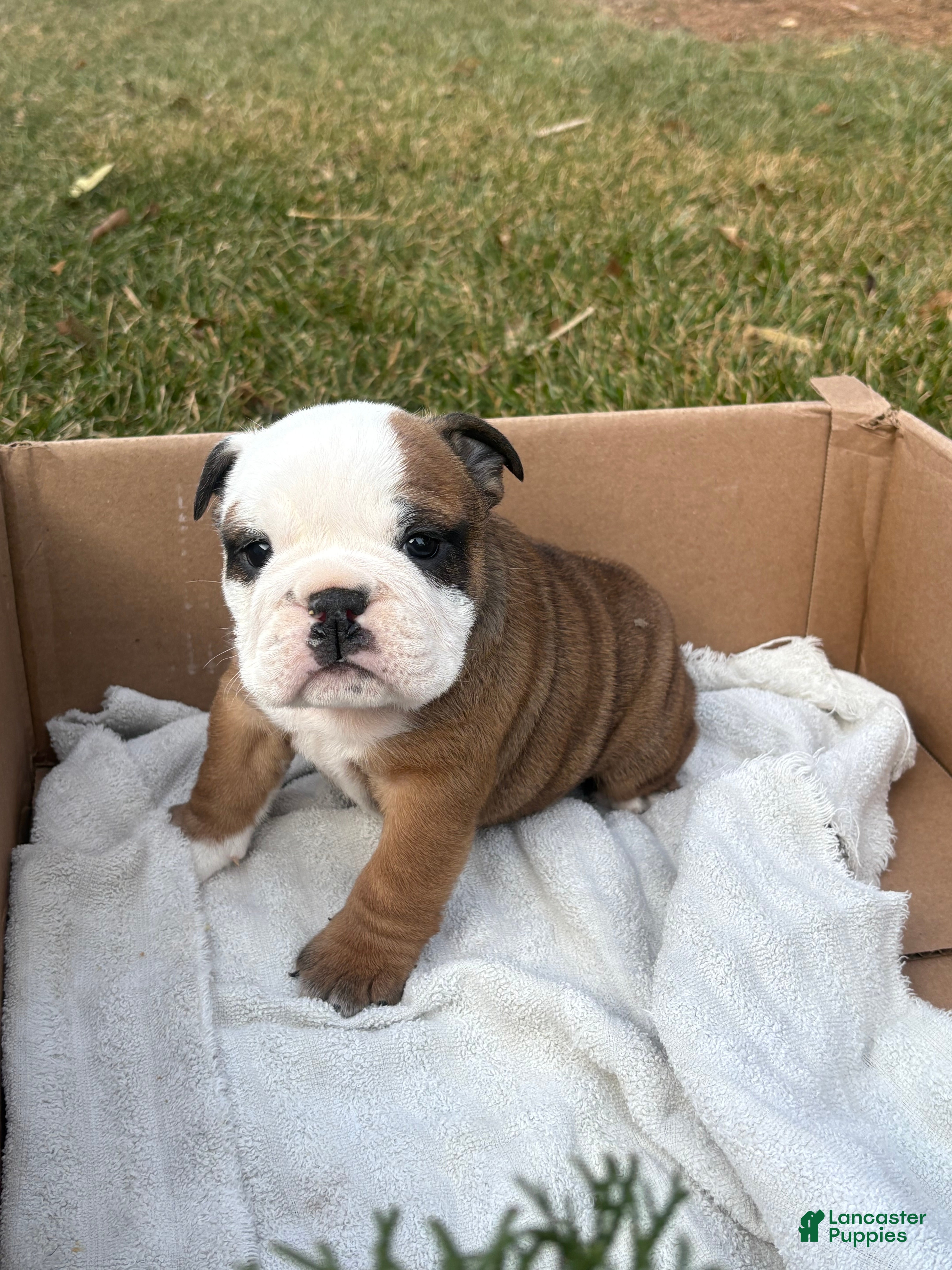 English Bulldog dogs Skye - Ad 29