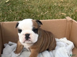 English Bulldog dogs Skye - Ad 29
