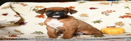 Boxer dogs for sale: Basil - Ad 9