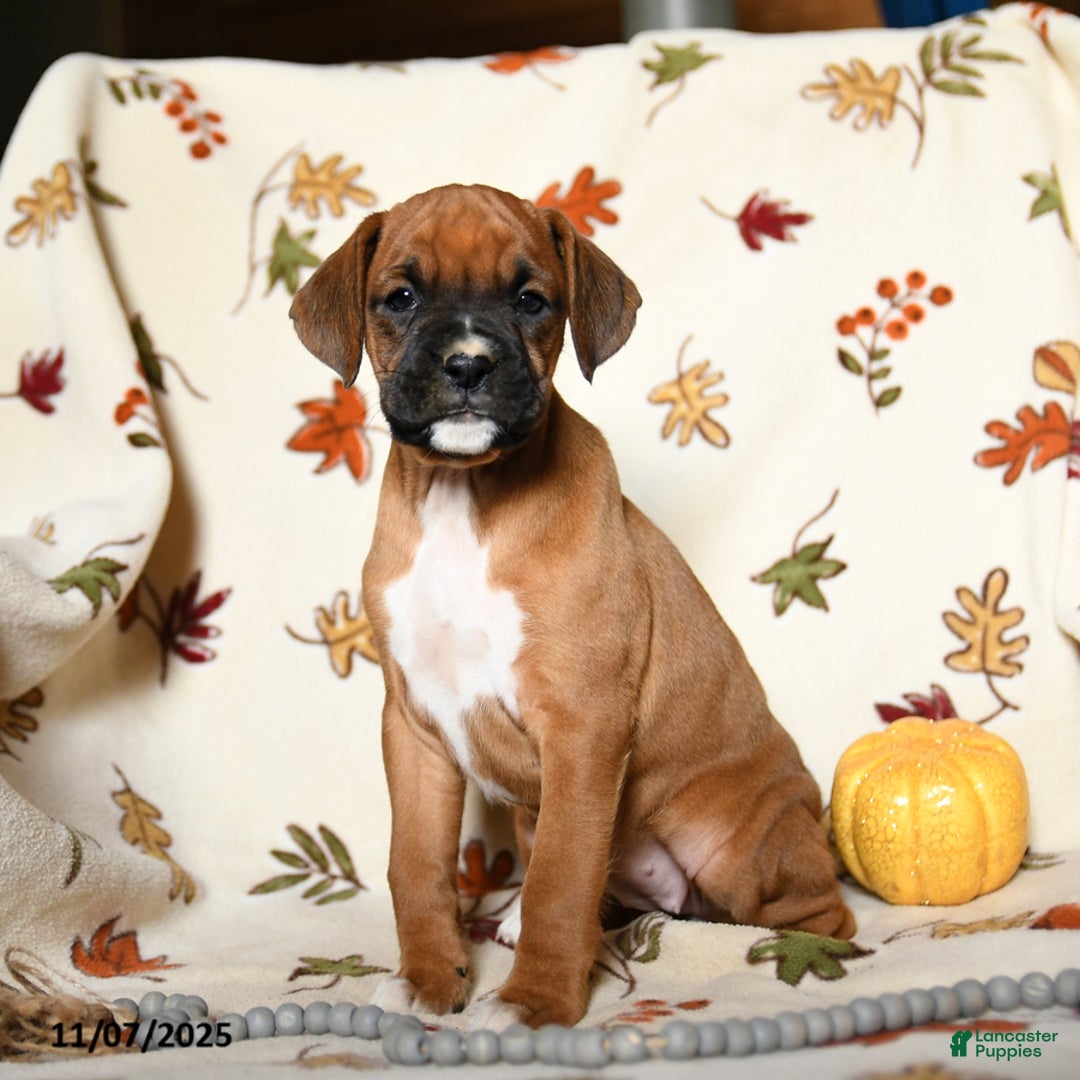 Boxer dogs for sale: Basil - Ad 9