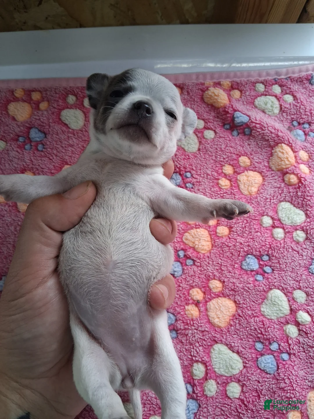 Chihuahua dogs for sale: James - Ad 3