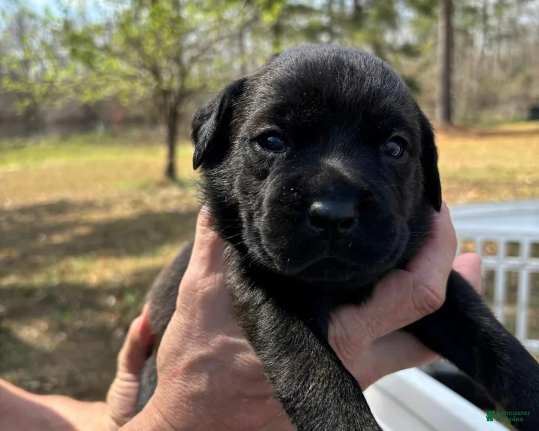 Mixed Breed dogs for sale: Gray - Ad 2