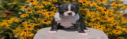 Boston Terrier dogs for sale: Tessa - Ad 5