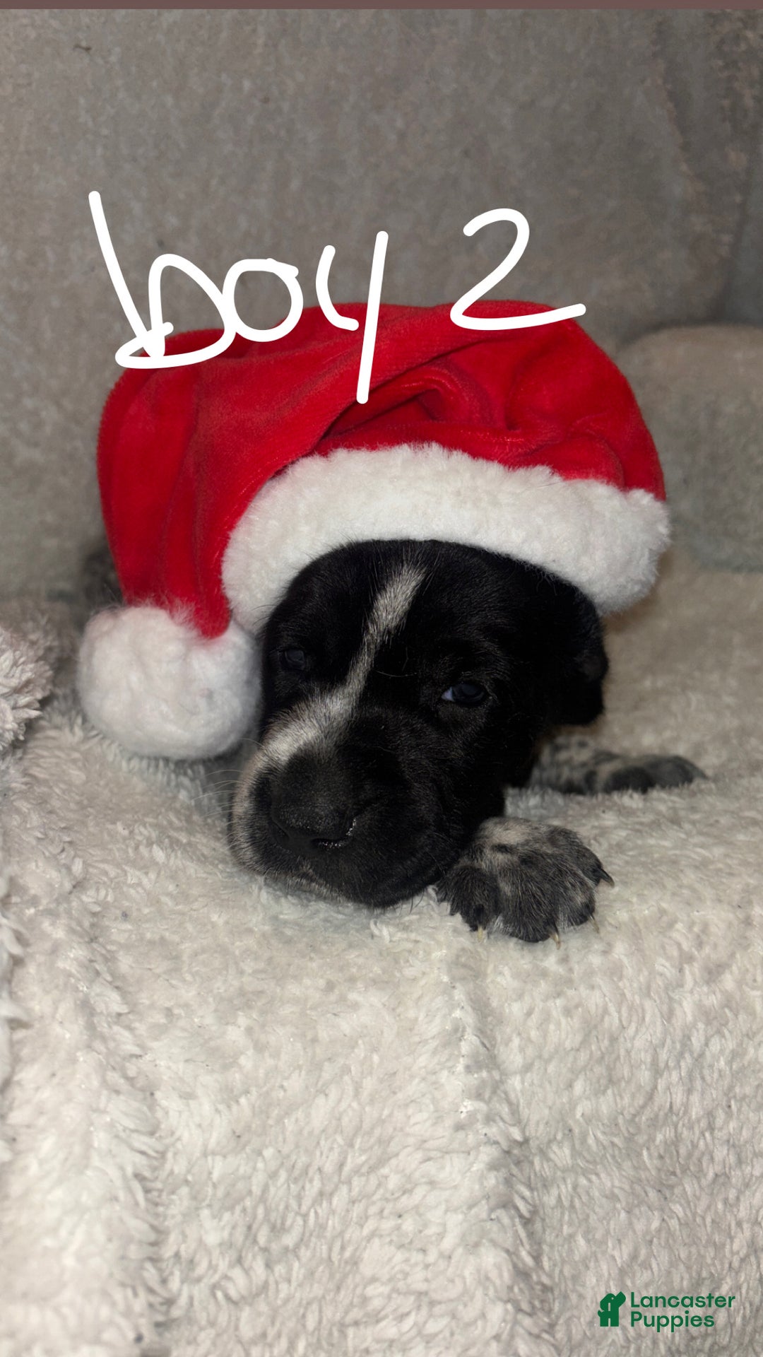 German Shorthaired Pointer dogs for sale: German Shorthaired Pointer Puppy 1 - Ad 1