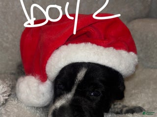 German Shorthaired Pointer dogs German Shorthaired Pointer Puppy 1 - Ad 18