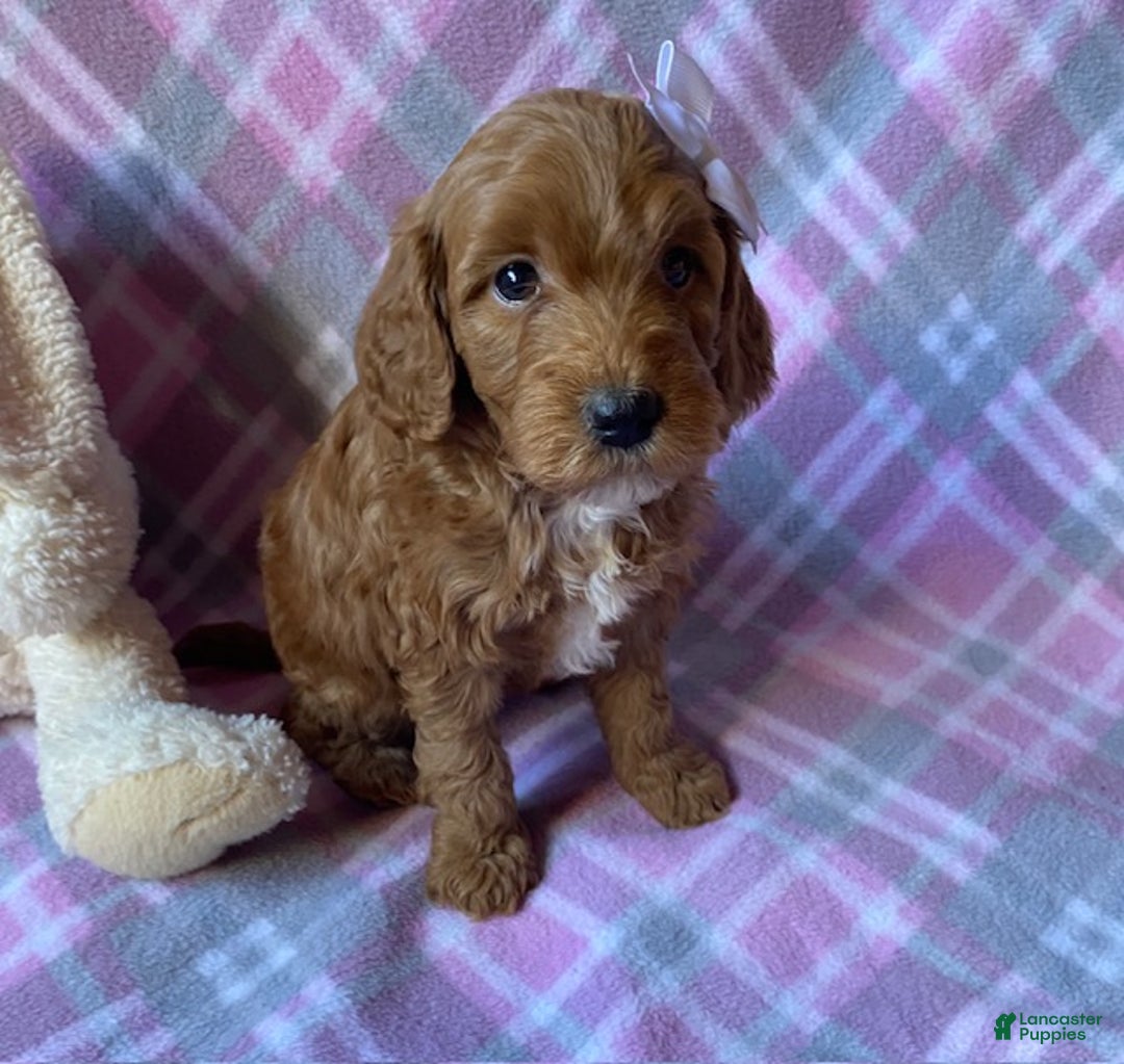 Mini Goldendoodle dogs for sale: Cupcake - Ad 2