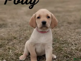 Labrador Retriever dogs for sale: Polly - Ad 3