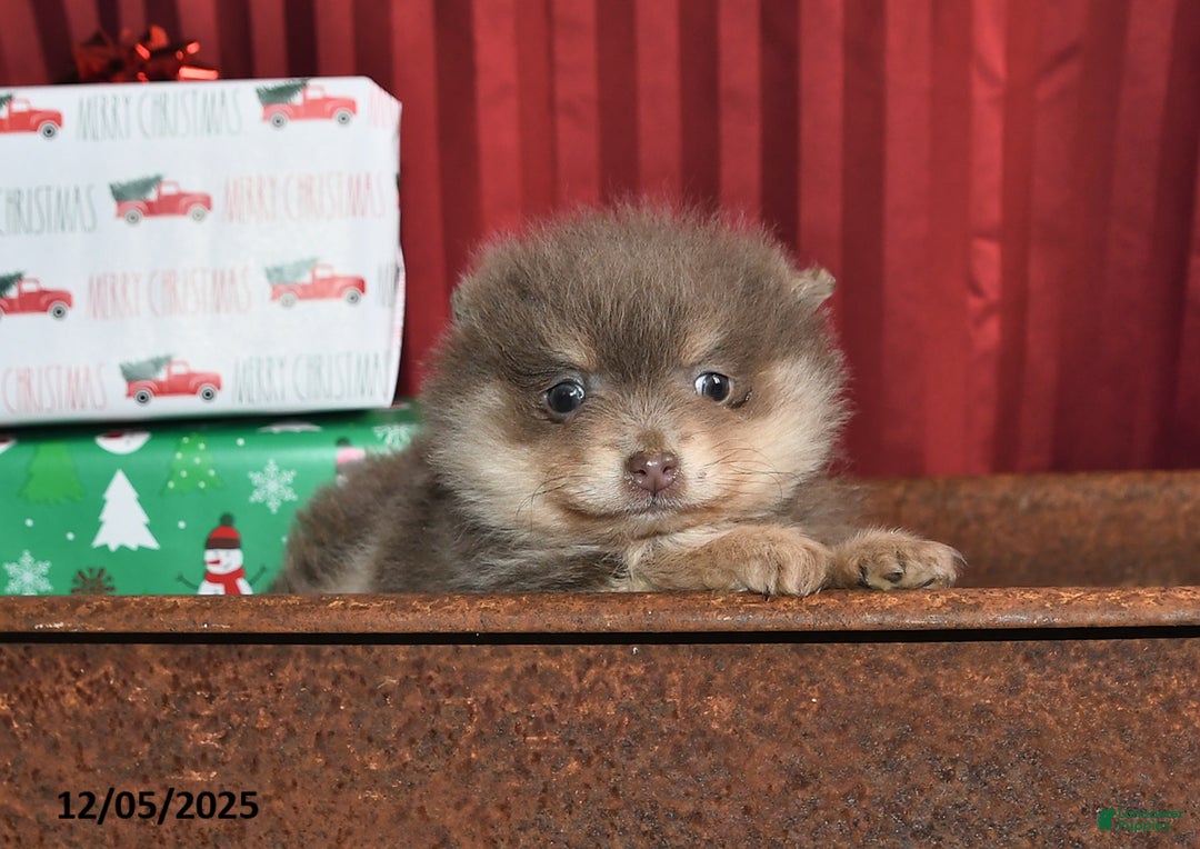 Pomeranian dogs for sale: Nate - Ad 3