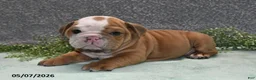 English Bulldog dogs for sale: Jimbo - Ad 5