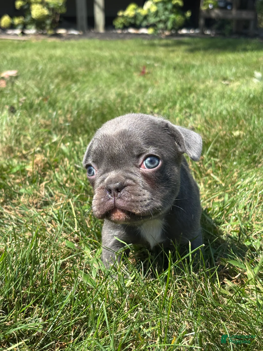 French Bulldog dogs for sale: Kayden - Ad 3