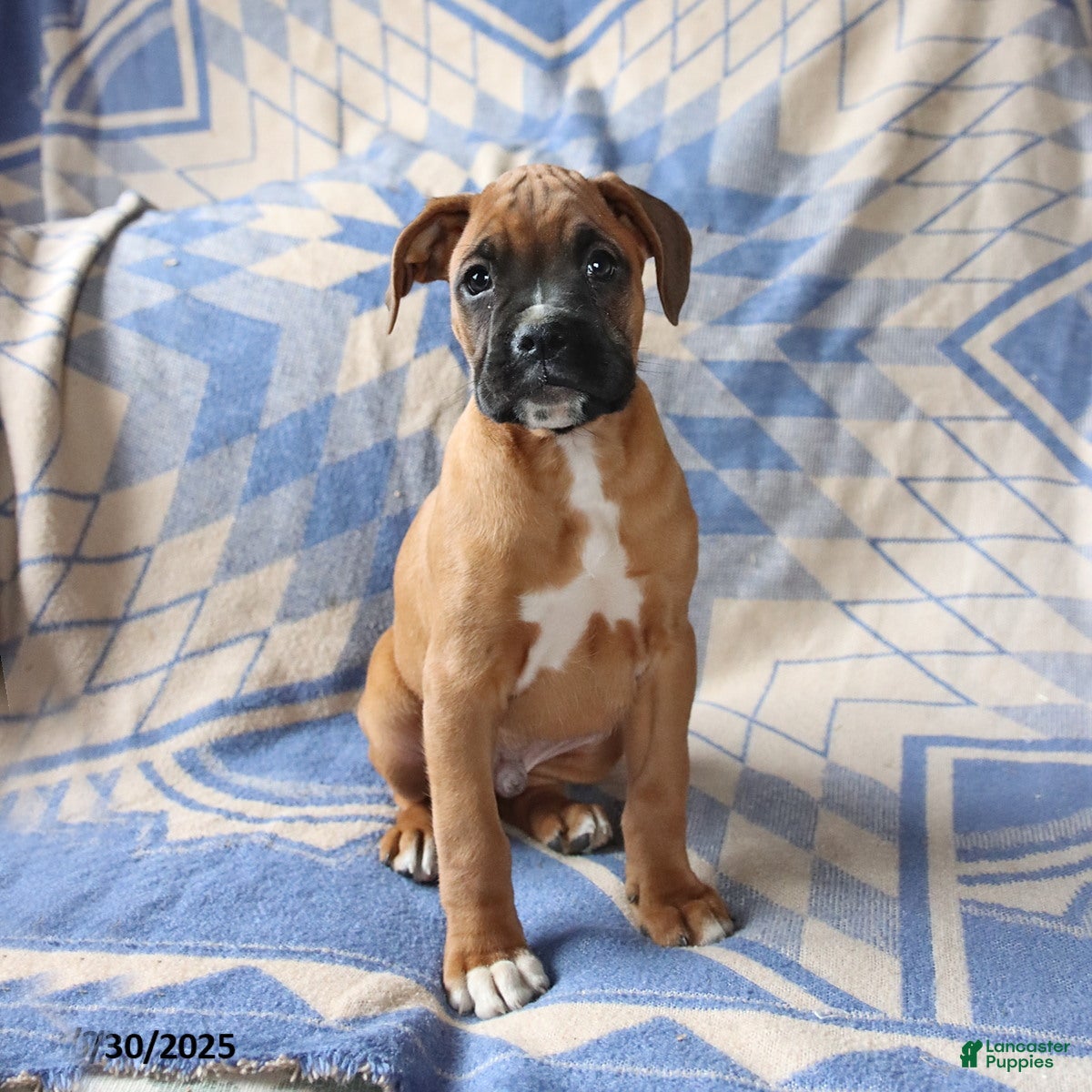 Boxer dogs Max - Ad 39