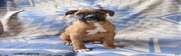 Boxer dogs for sale: Max - Ad 1