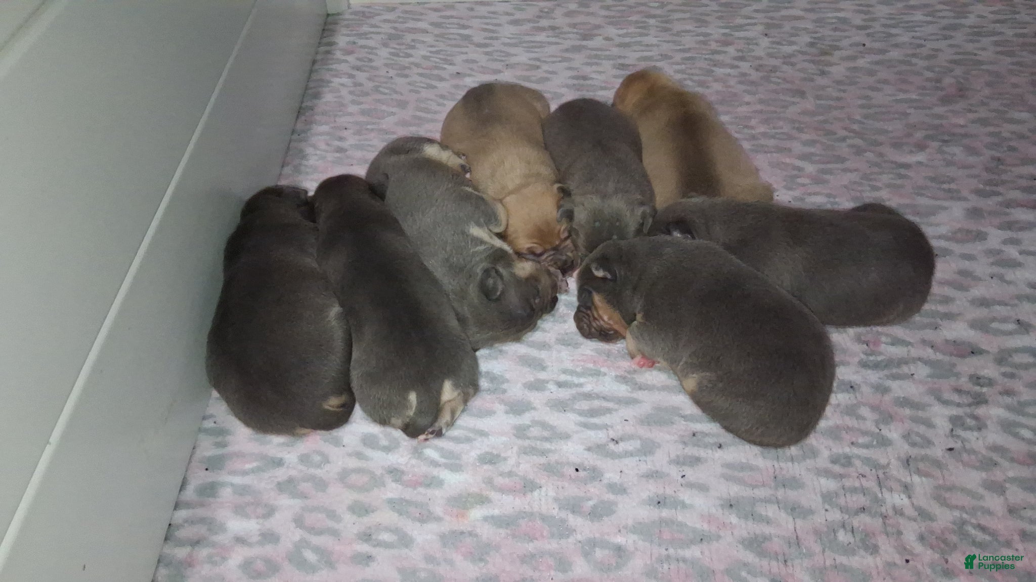American Bully dogs American Bully Puppy 6 - Ad 2