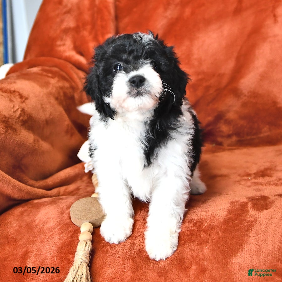 Mini Aussiedoodle dogs Sage - Ad 2