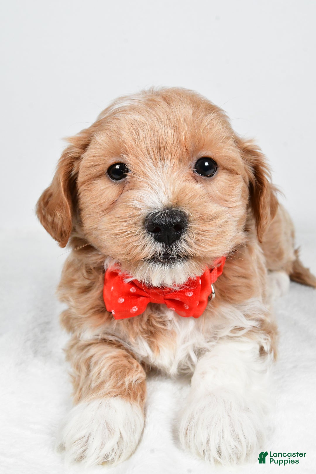 Maltipoo dogs for sale: Jake - Ad 3