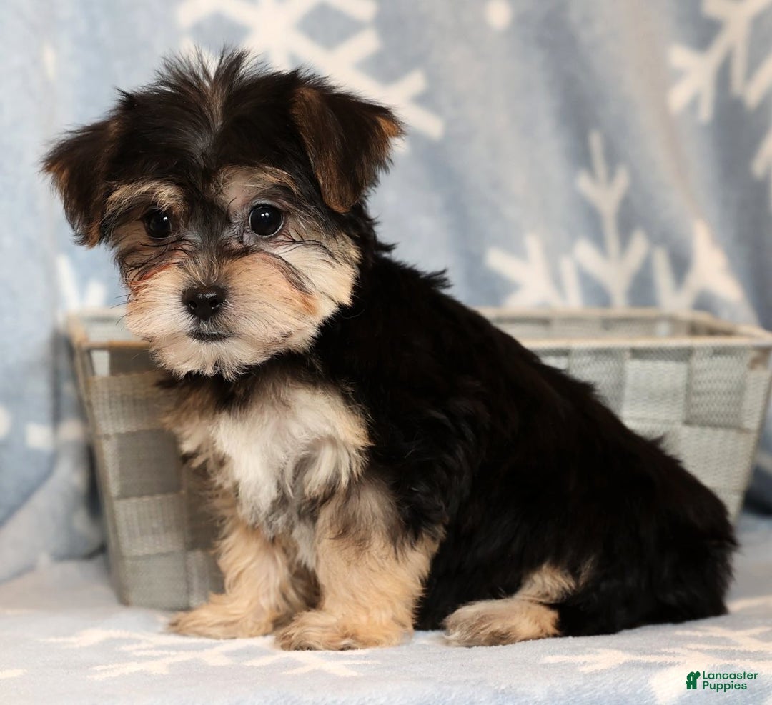 Yochon dogs for sale: Darla - Ad 8