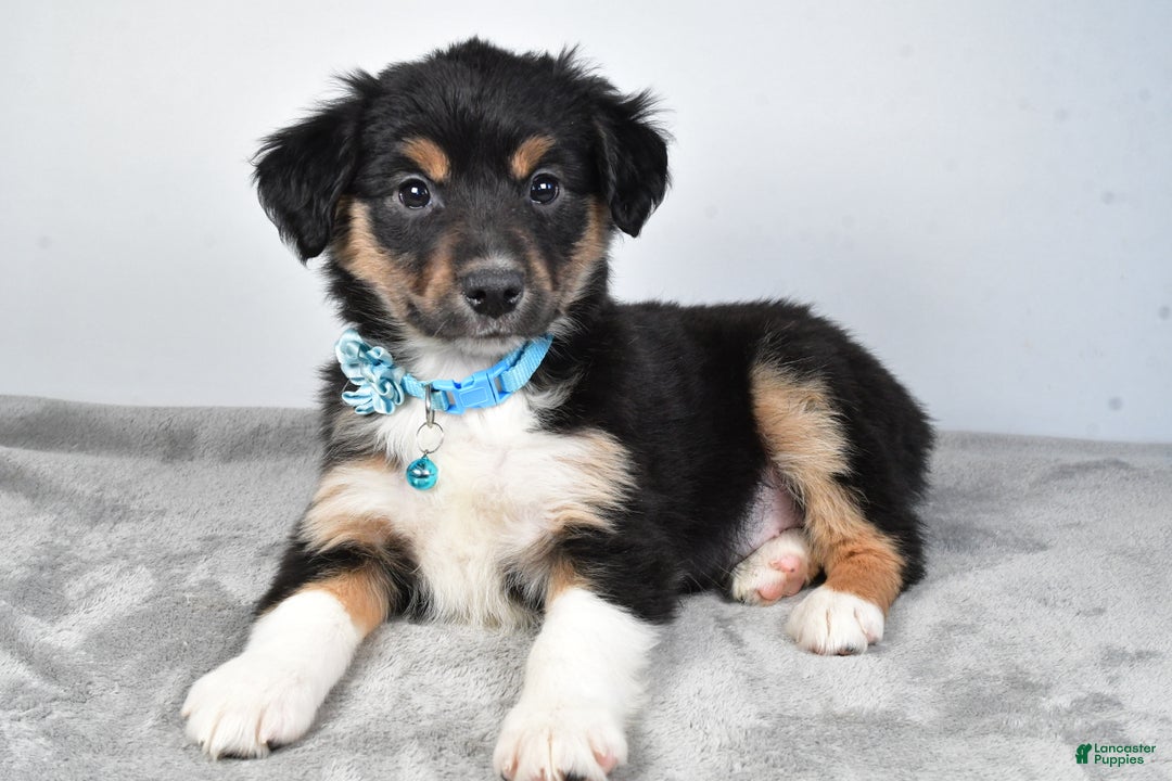 Miniature Australian Shepherd dogs for sale: Ocean - Ad 5