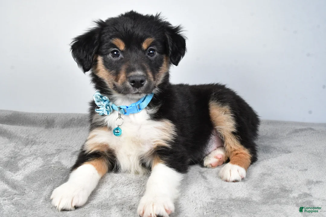 Miniature Australian Shepherd dogs for sale: Ocean - Ad 5