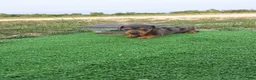 Dachshund dogs for sale: Melony - Ad 3