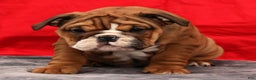 English Bulldog dogs for sale: Kendra - Ad 5