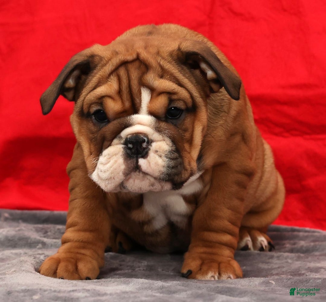 English Bulldog dogs for sale: Kendra - Ad 5